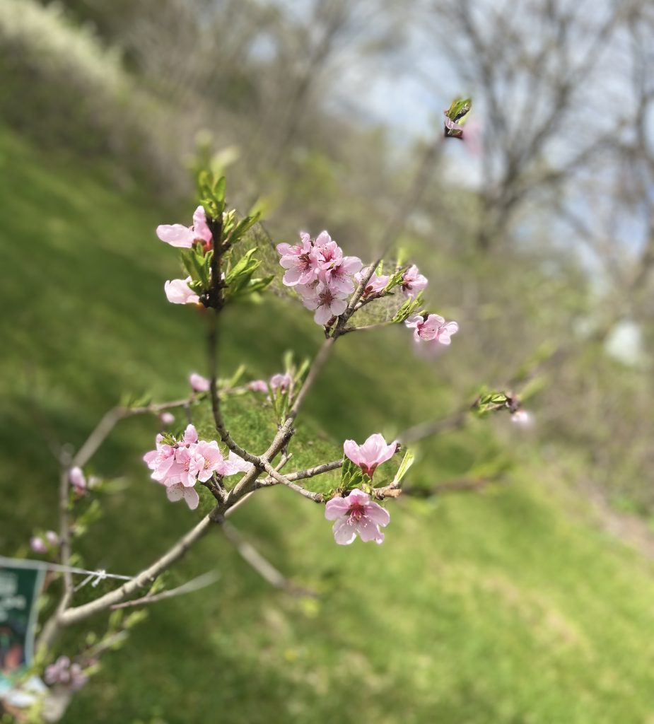 Peach Blossoms at Riggs Creek Farmhouse