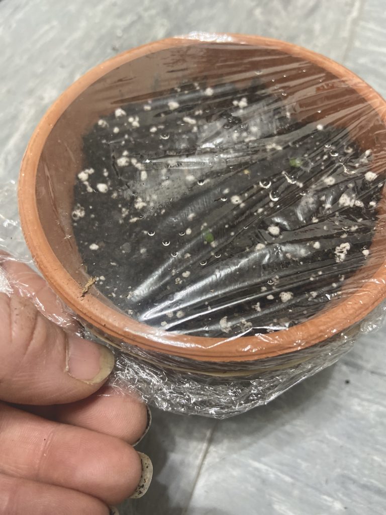 placing saran wrap on seeds planted in a terra cotta pot