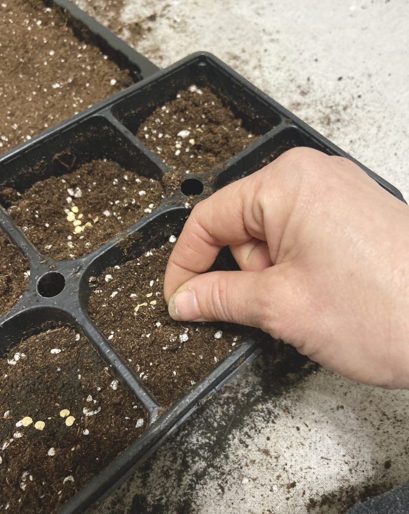 placing seeds in soil in a seedling tray