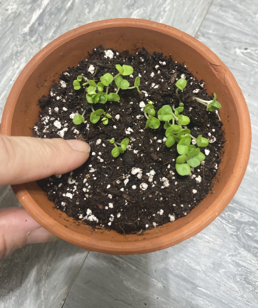 seedlings that sprouted in a terra cotta pot