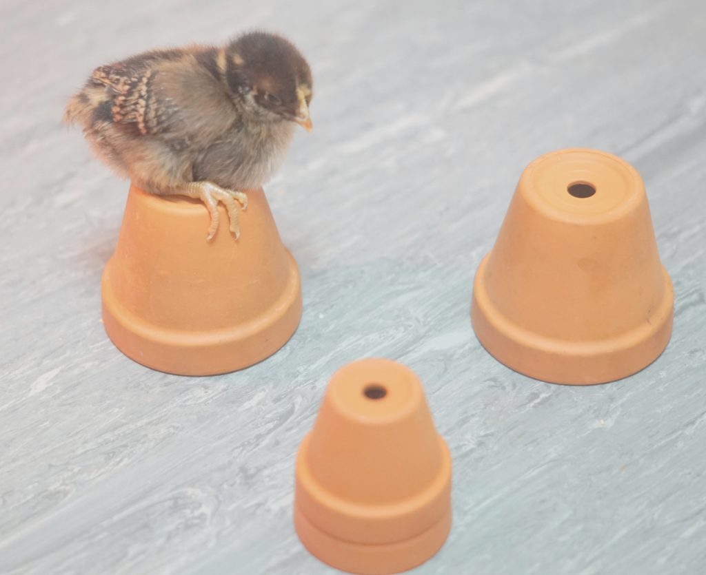 baby chick on top of a flower pot