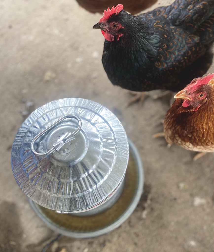 backyard chickens drinking from heated water source