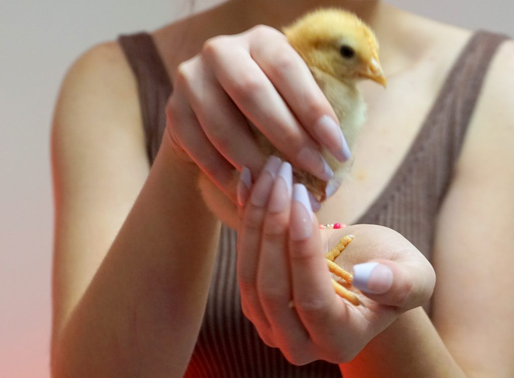 girl with long fingernails holding baby chicks