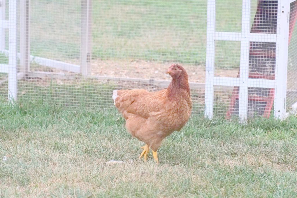 young chicken posing for the camera