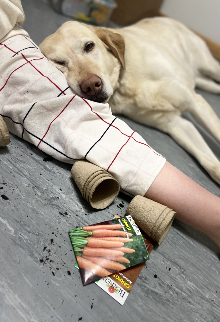 a girl and her dog planting carrot seeds