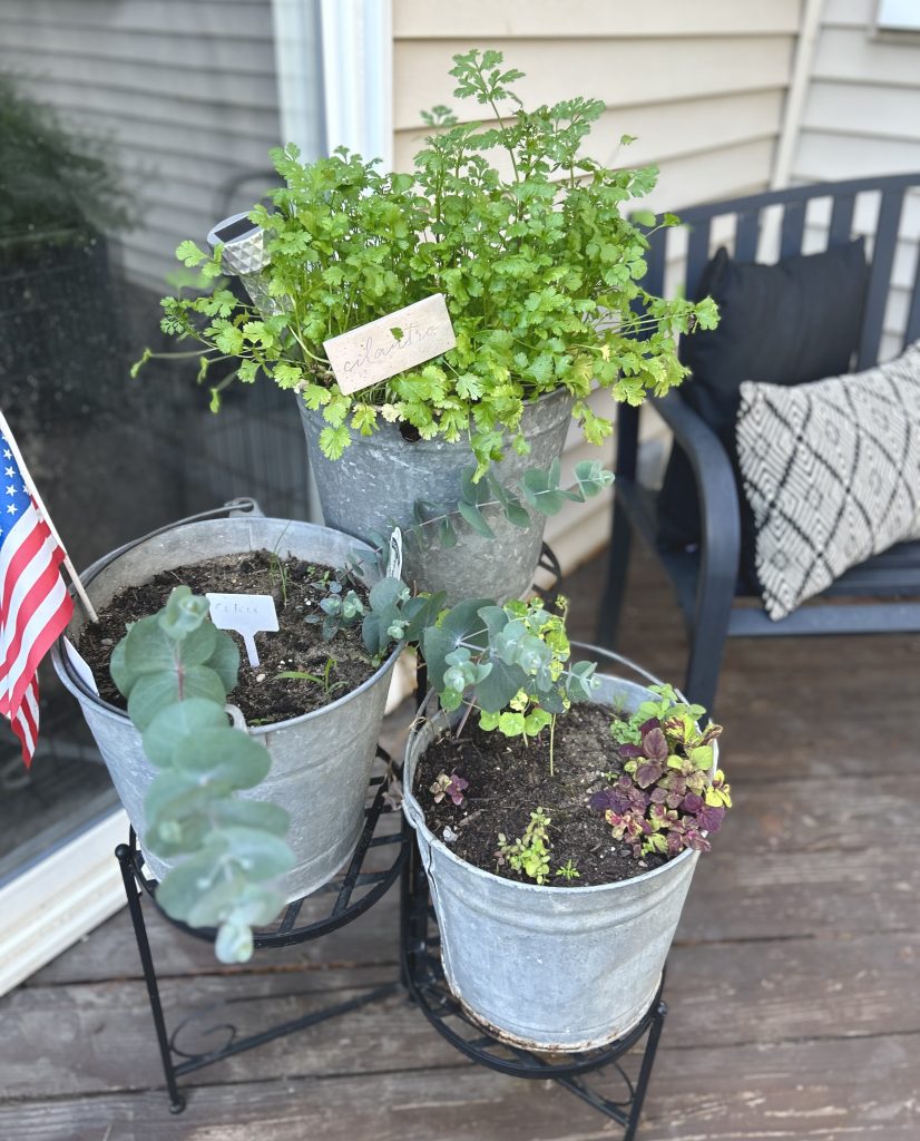 growing herbs in galvanized pails