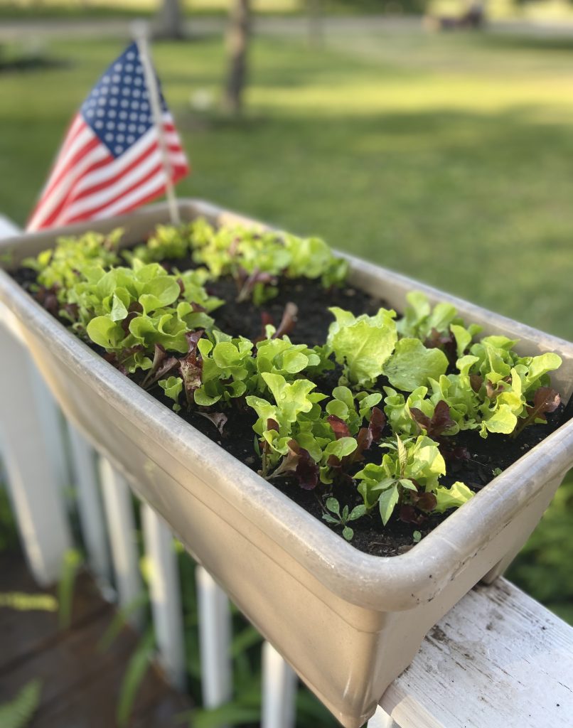 growing lettuce in a container pot