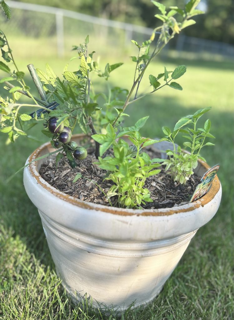 tomato plant in a large container pot