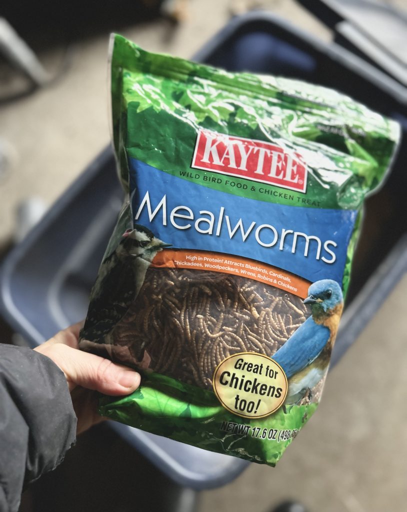 mealworms for backyard chickens